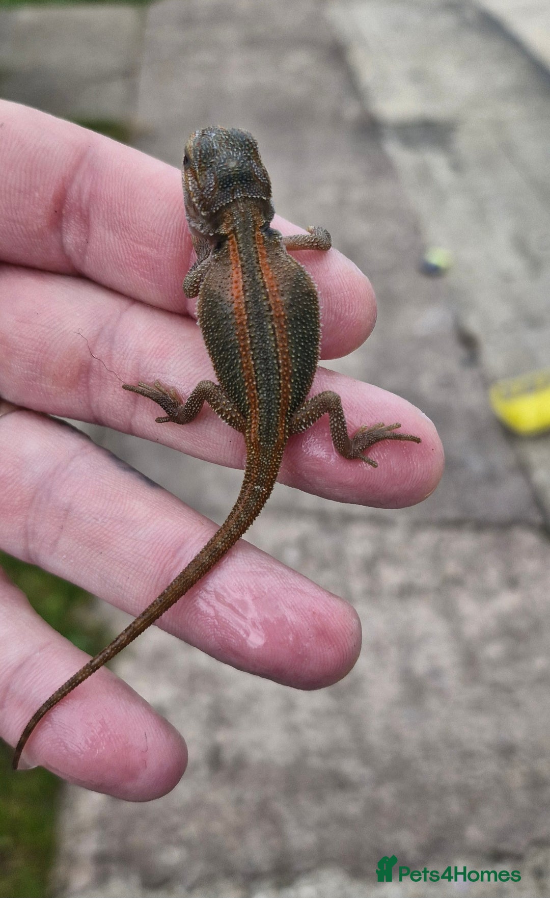 Bearded Dragon reptiles for sale: Pogona vitticeps + vitticeps/Barbata hybrids - Image 12