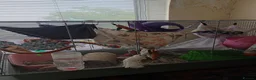 Rat rodents for sale: 2 brothers Rats need new home - Advert 2
