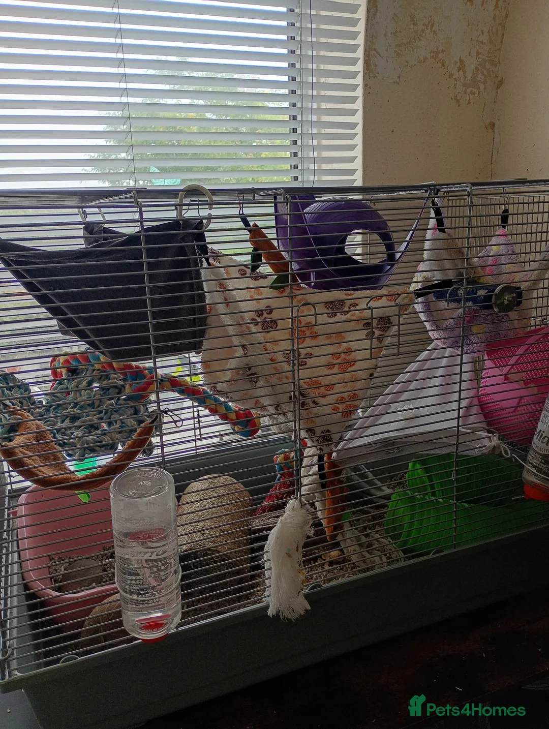 Rat rodents for sale: 2 brothers Rats need new home - Advert 2