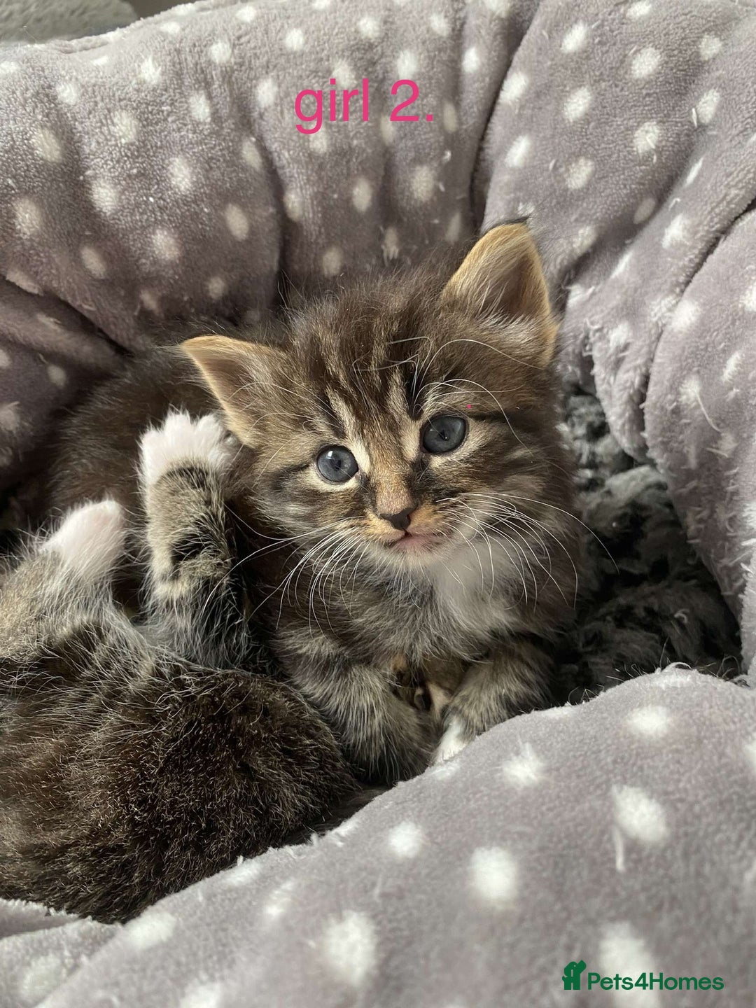 Mixed Breed cats for sale: 5 charming kittens - Image 3