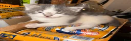Mixed Breed cats for sale: 2 beautiful kittens  - Advert 14