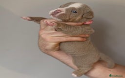 Olde English Bulldogge dogs for sale: Olde English bulldogge  - Image 7