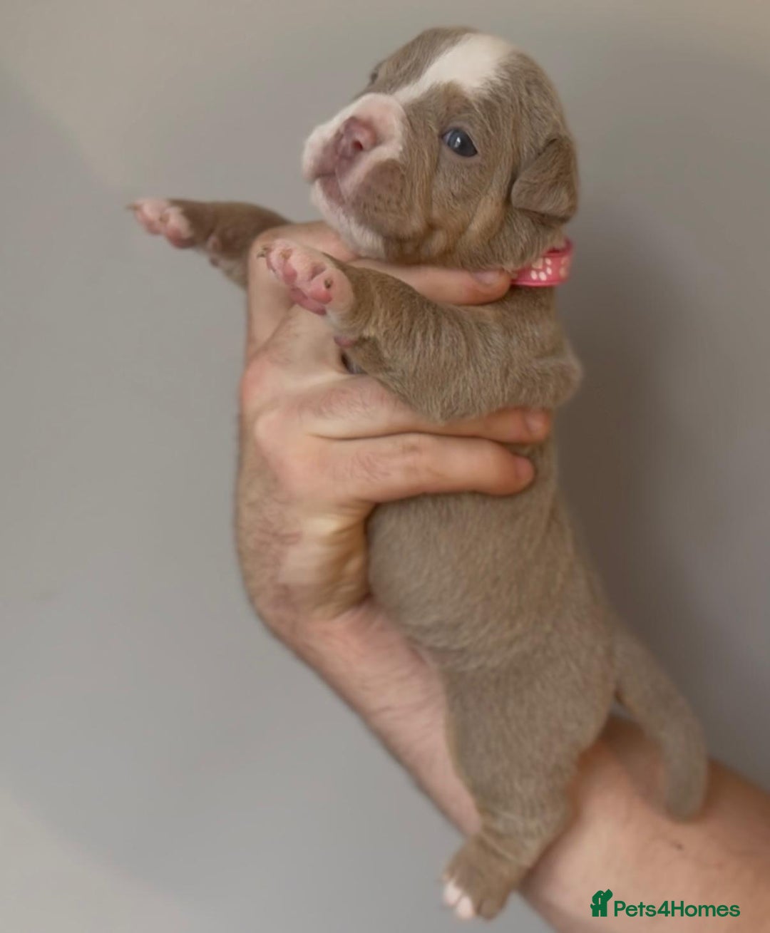 Olde English Bulldogge dogs for sale: Olde English bulldogge  - Image 7