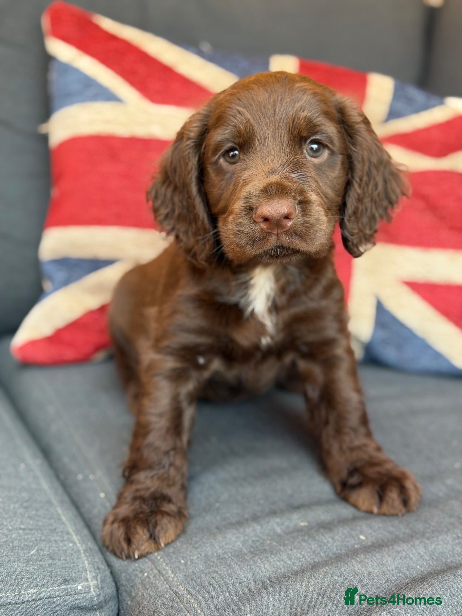 Sprocker dogs Health tested sprockers  - Advert 1