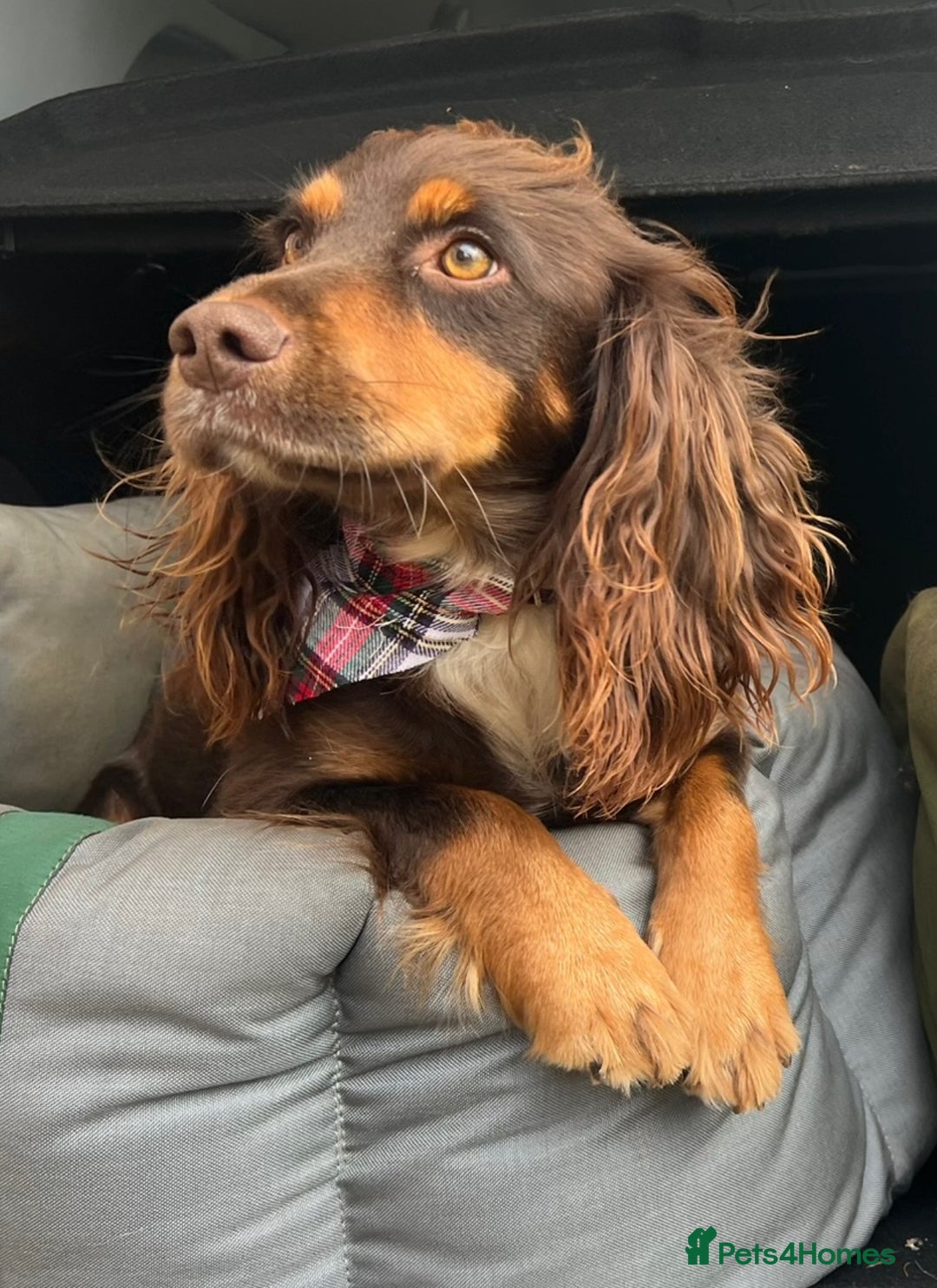 Cocker Spaniel dogs for sale: Cocker Spaniel puppies - Advert 2