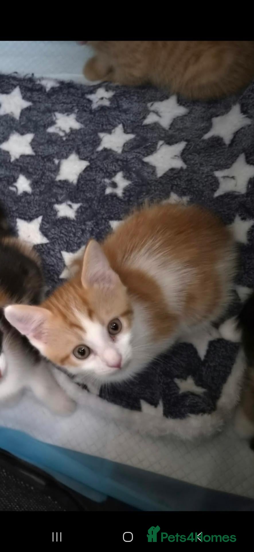 Mixed Breed cats Lovely kittens - Advert 8