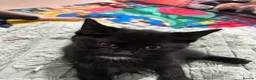 Domestic Shorthair cats for sale: 5 Beautiful kittens, READY TO GO!  - Advert 22