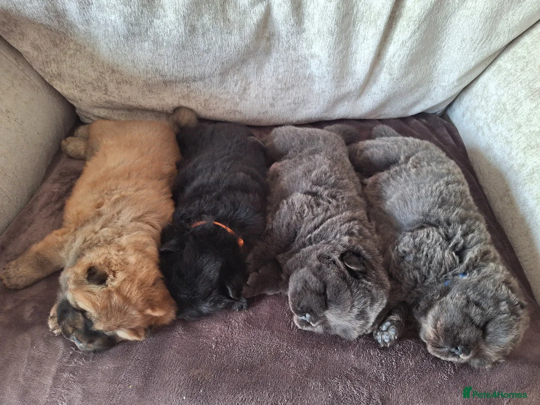 Chow Chow dogs for sale: Stunning Chow Chow puppies  - Advert 1