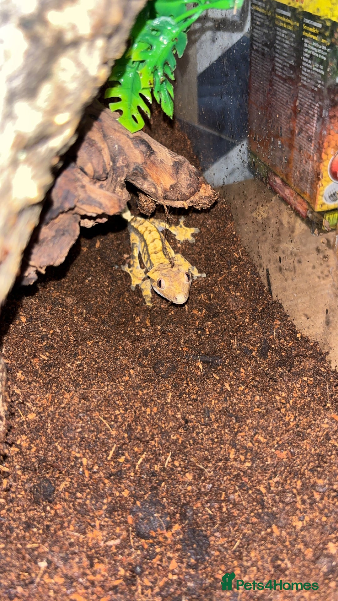 Gecko reptiles for sale: Crested gecko  - Advert 1