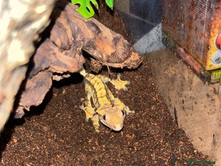 Gecko reptiles Crested gecko - Advert 1