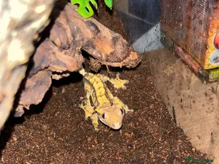 Gecko reptiles Crested gecko - Advert 6