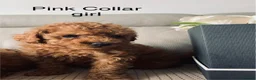 Toy Poodle dogs for sale: Fully health tested Deep Red Toy poodle puppies  - Advert 7