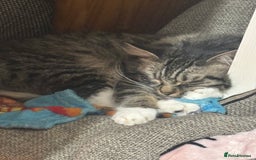 Mixed Breed cats for sale: Tabby long haired female mixed breed cat - Image 3