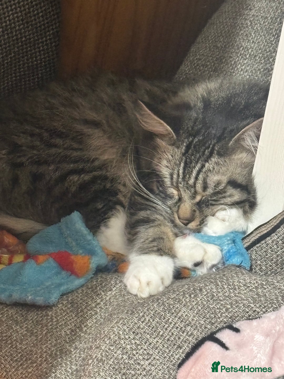 Mixed Breed cats for sale: Tabby long haired female mixed breed cat - Image 3