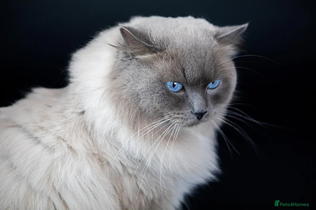 Ragdoll cats for sale: GCCF Ragdoll kittens  - Advert 3