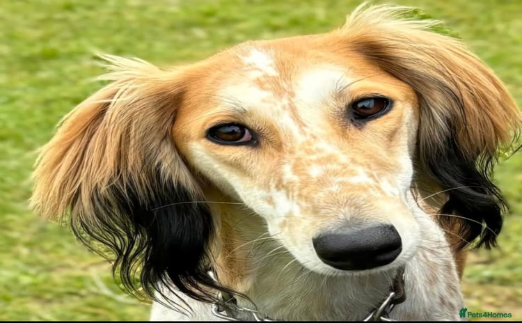 Saluki dogs - Advert 1