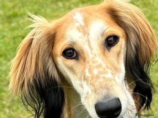 Saluki dogs Reduced registered saluki pups - Advert 2