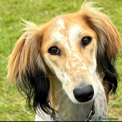 Saluki dogs - Advert 1
