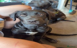 Mixed Breed dogs for sale: Reggie and tux - Image 3