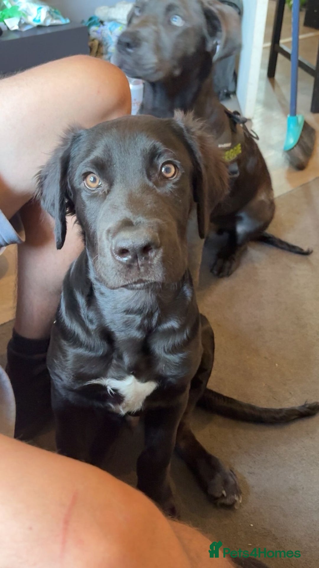 Mixed Breed dogs for sale: Reggie and tux - Image 3