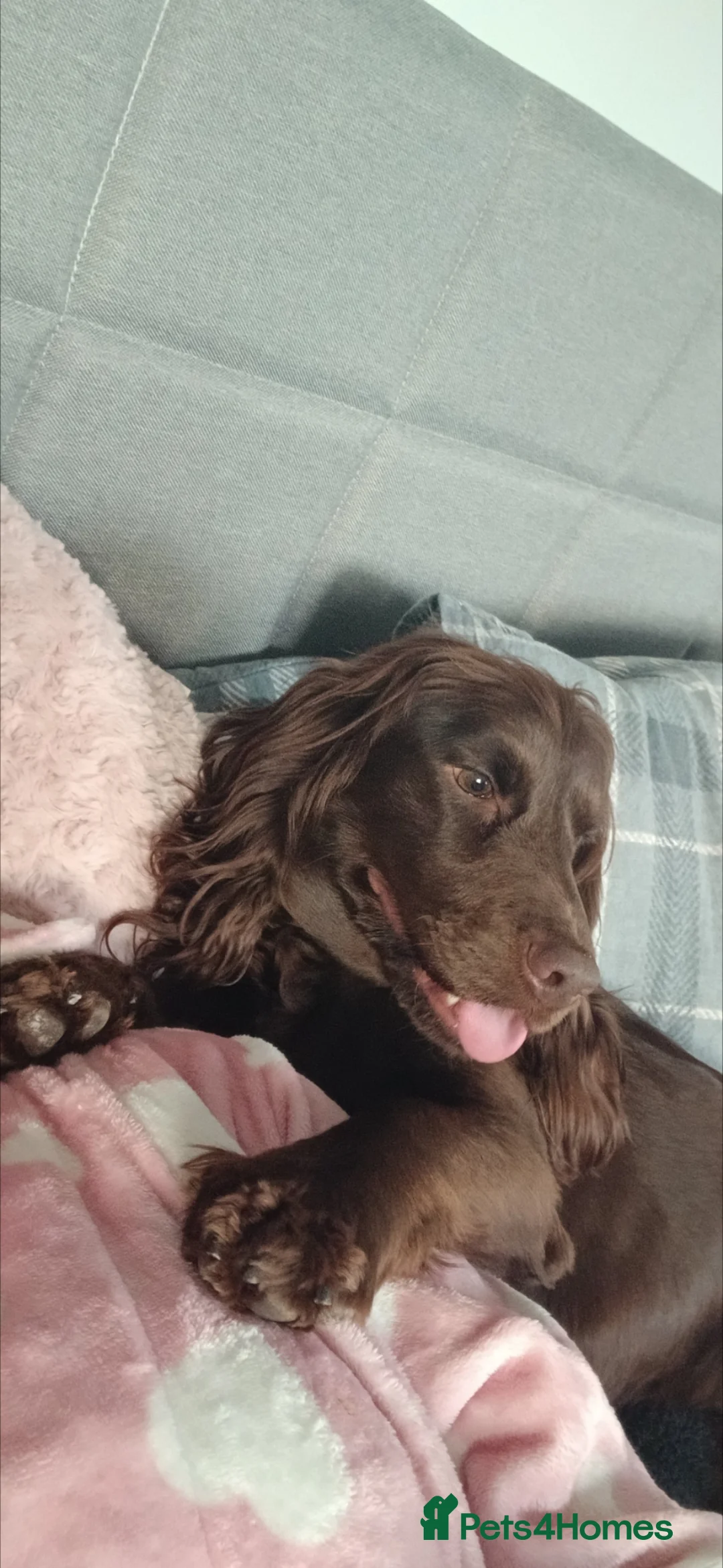 Cocker Spaniel dogs for sale: Two female cocker spaniels - Advert 7