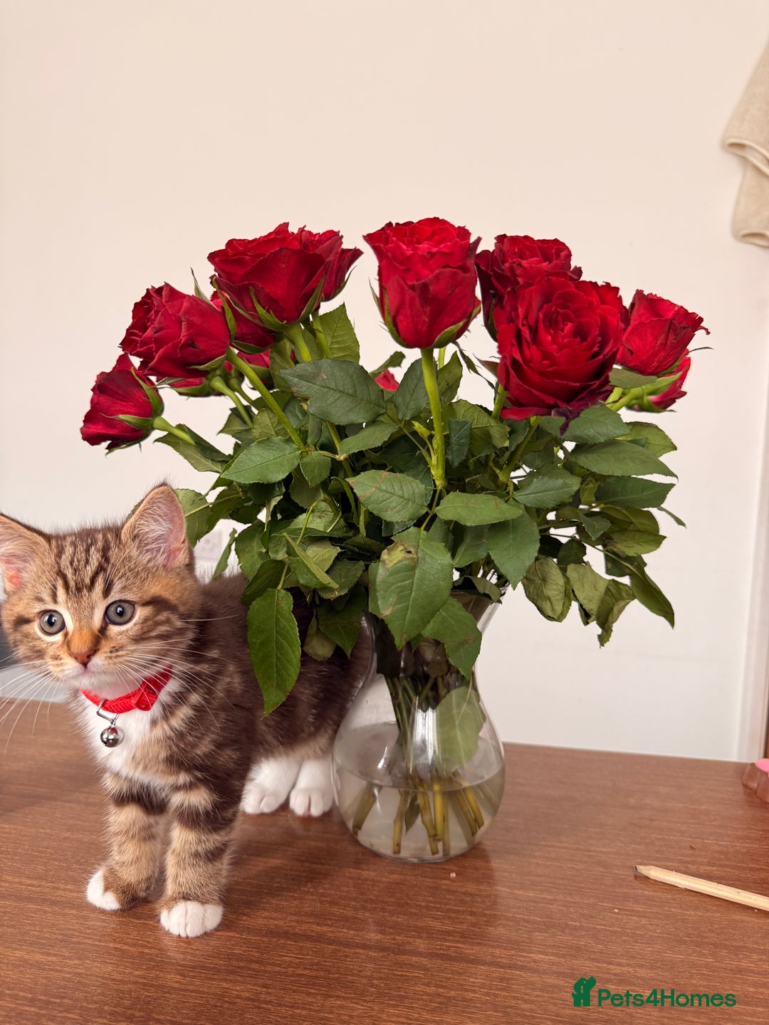 British Shorthair cats for sale: Beautiful British short Hair x Maine Coon mix  - Advert 8