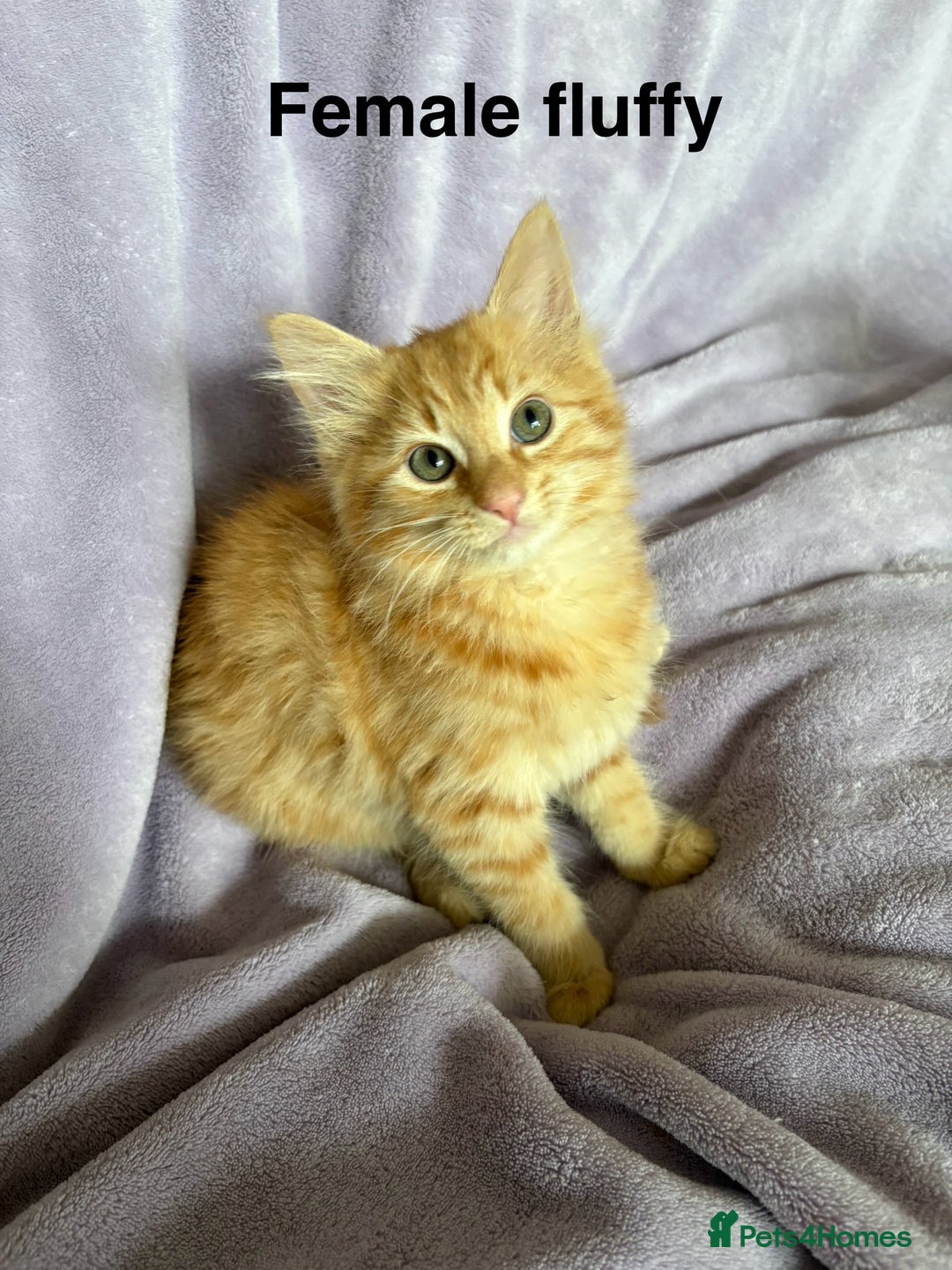 Mixed Breed cats for sale: Beautiful, friendly gingers! - Image 12