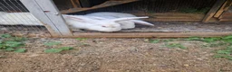 British Giant rabbits for sale: Spanish giant rabbits  - Advert 15