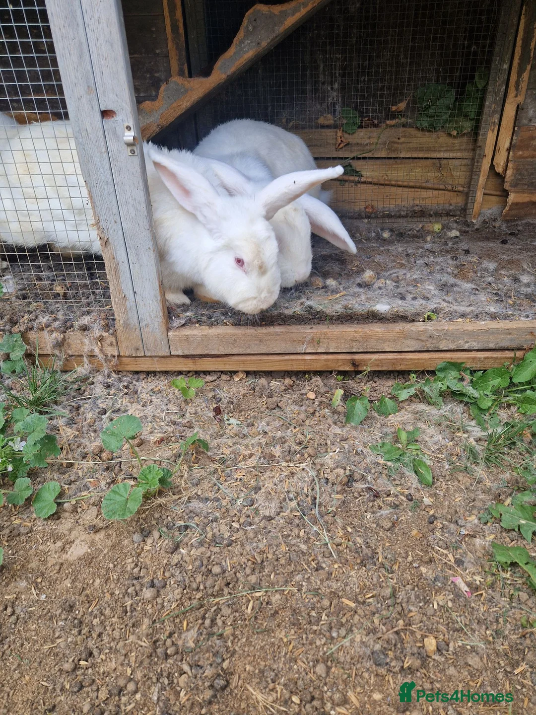 British Giant rabbits for sale: Spanish giant rabbits  - Advert 15