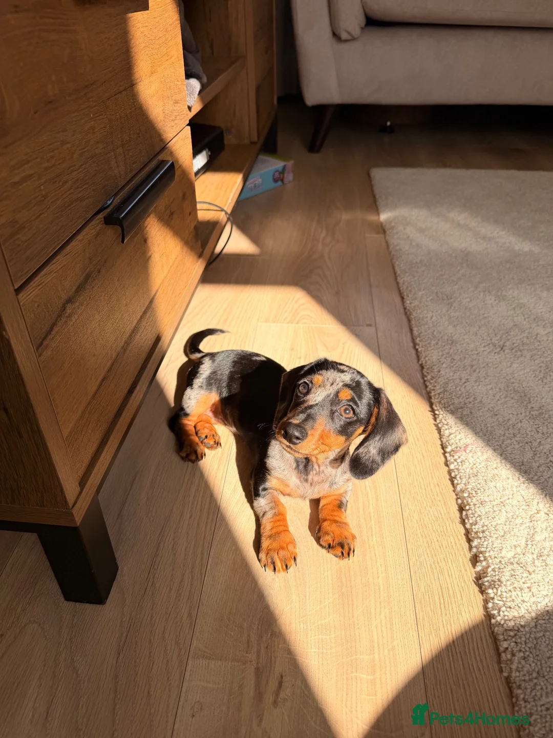 Miniature Dachshund dogs for sale: Miniature Dachshund Female Silver Dapple  - Advert 1