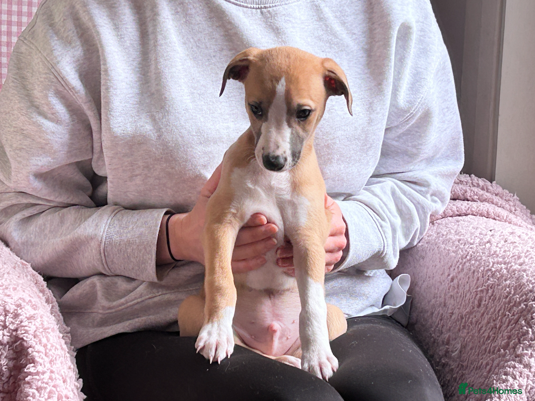 Whippet dogs for sale: Top quality pups due October - Image 16