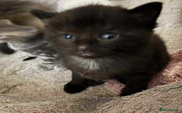 Ragdoll cats for sale: Stunning Rgdoll mix kittens !!!  - Image 10