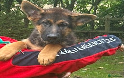 German Shepherd dogs for sale: World class German Shepherd for sale  - Image 8