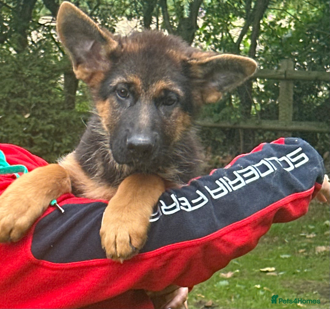 German Shepherd dogs for sale: World class German Shepherd for sale  - Image 8