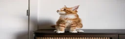 Maine Coon cats for sale: 5 Beautiful Russian Import Kittens TICA - Advert 29