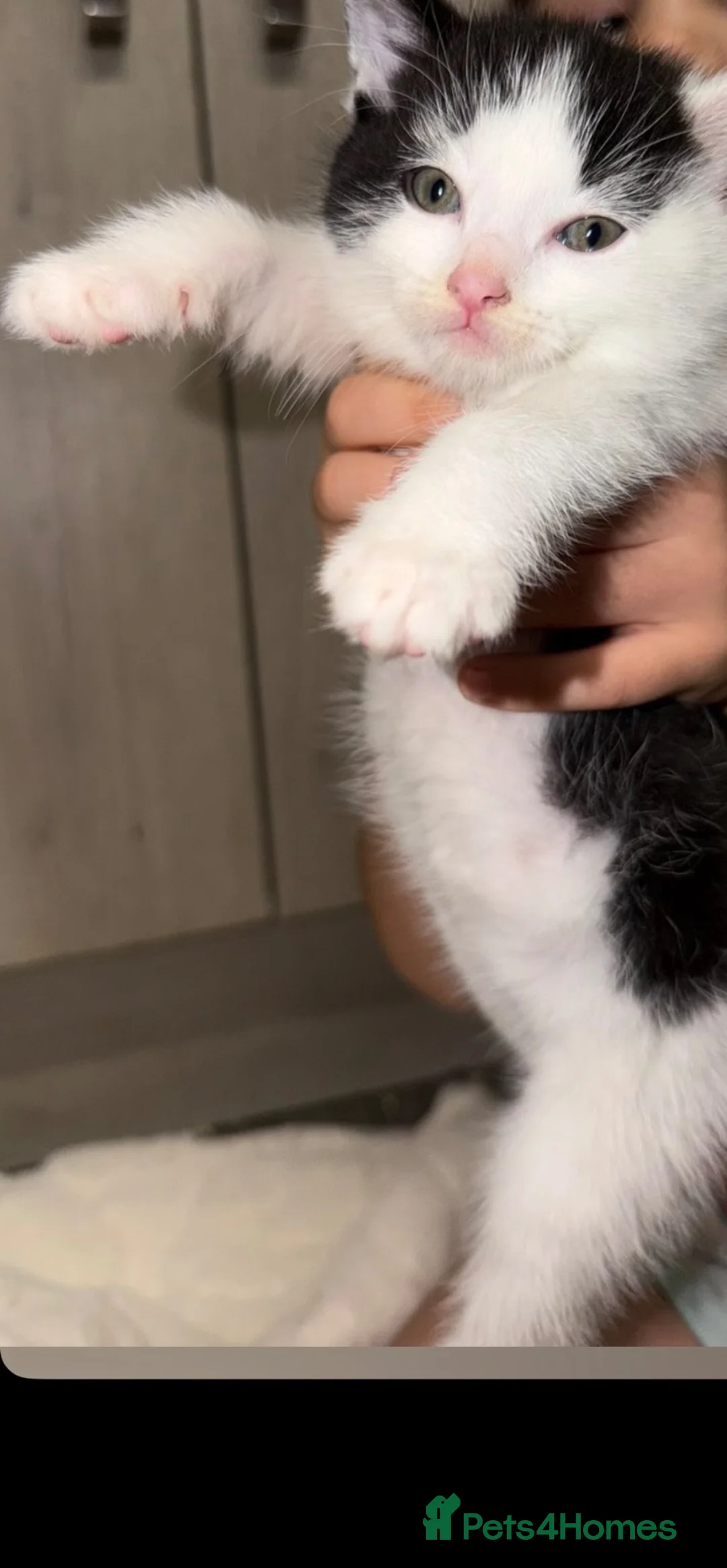 Mixed Breed cats for sale: Beautiful kittens ready for new home!  in Clacton-on-Sea - Advert 5