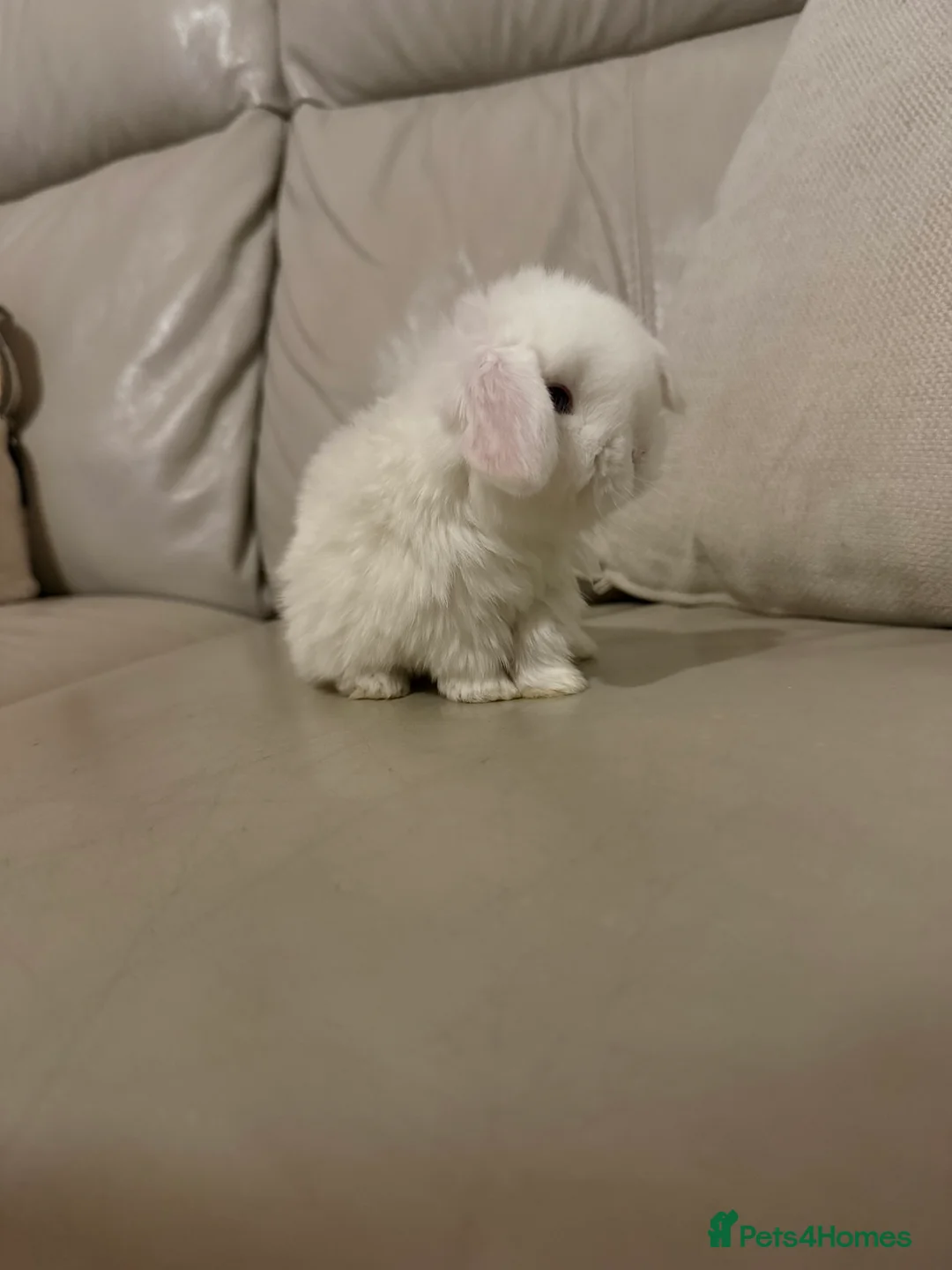 Mini Lop rabbits for sale: Mini Lops available - Advert 2