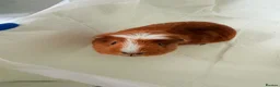 Guinea Pig rodents for sale: Guinea pig - Advert 6