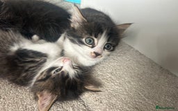 Mixed Breed cats for sale: Mixed breed kittens - Image 31