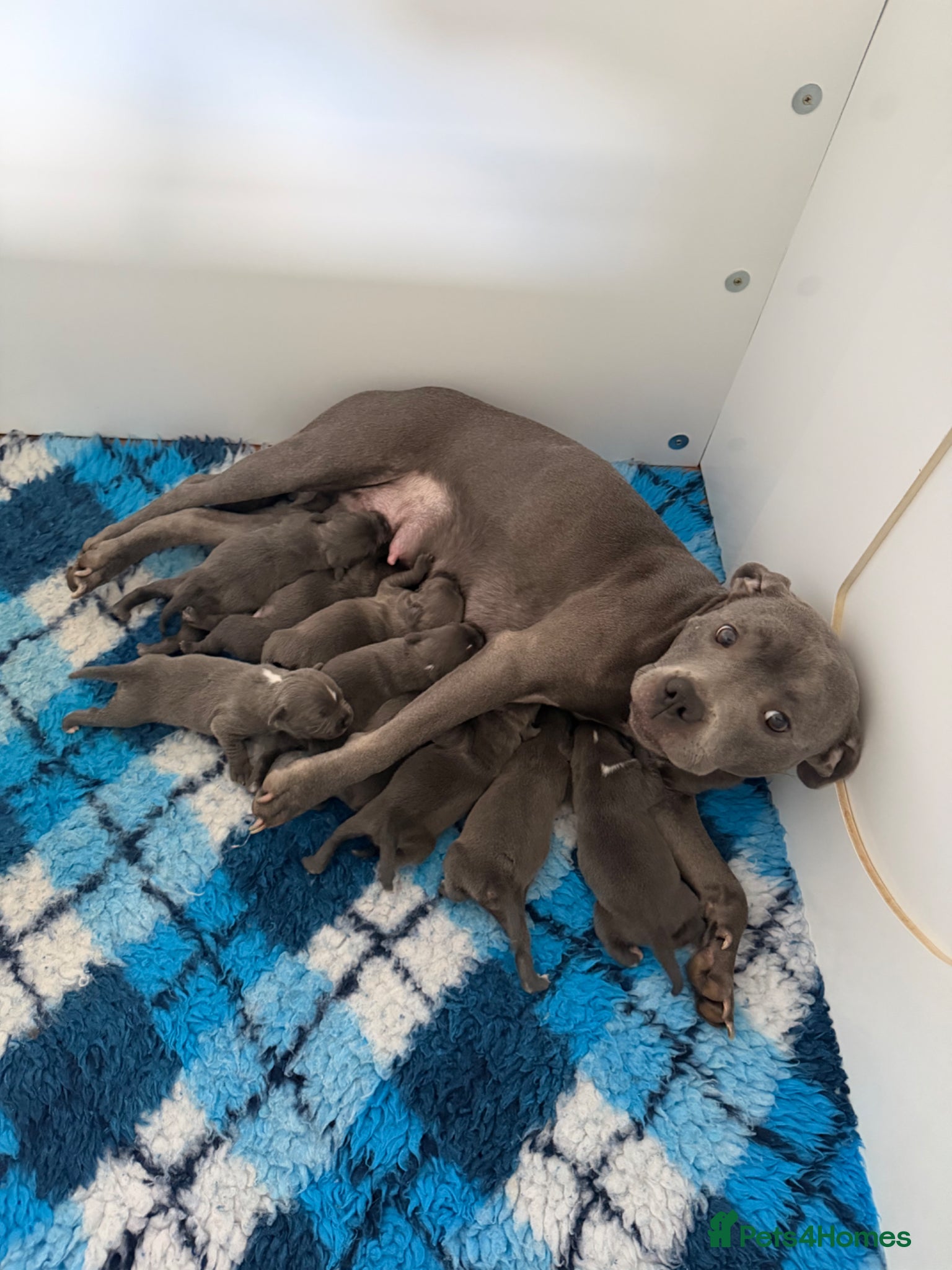 Staffordshire Bull Terrier dogs for sale: Blue✨CHAMPION✨ Staffordshire Bull Terrier Puppy’s  - Advert 1