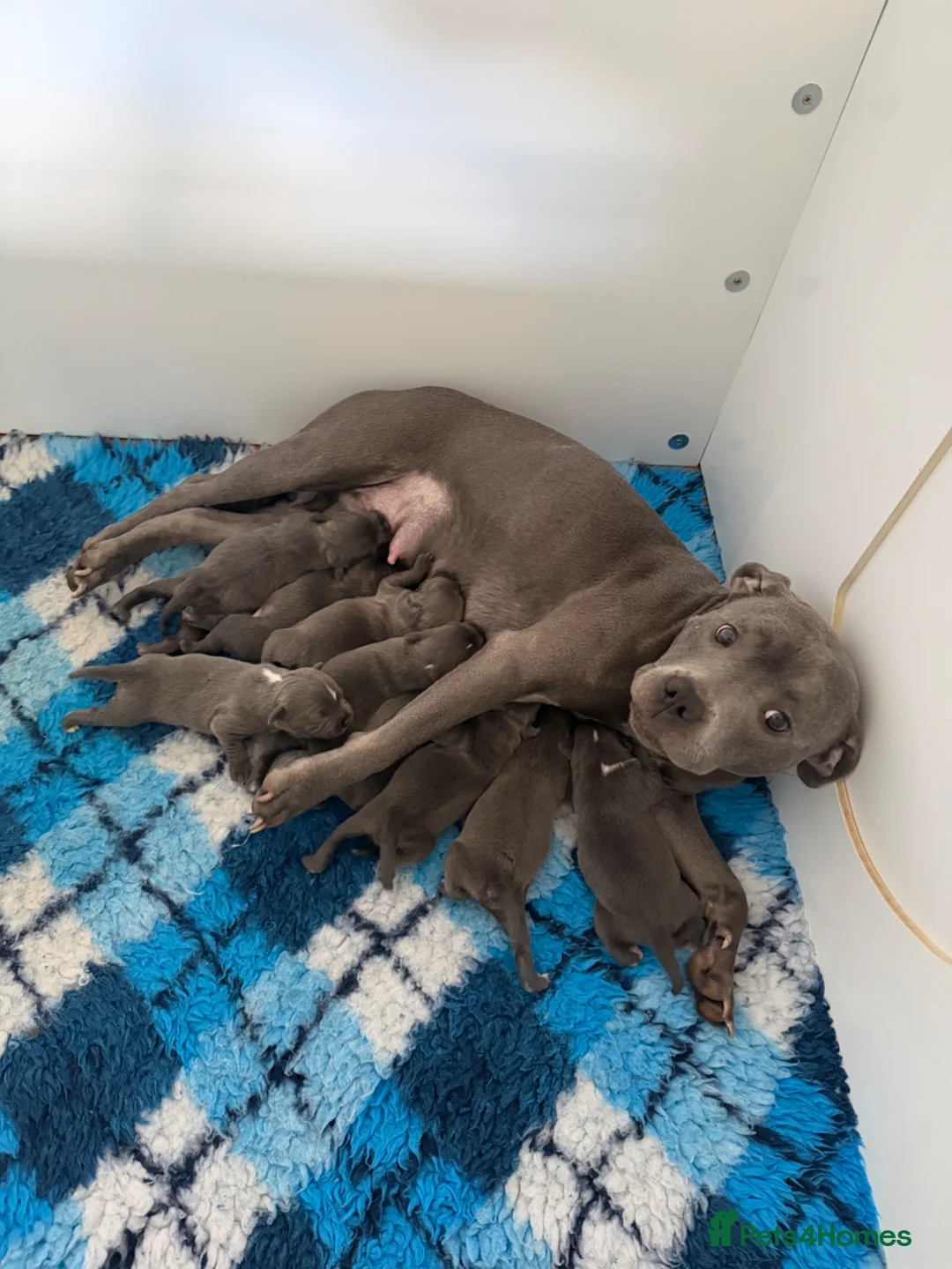 Staffordshire Bull Terrier dogs for sale: Blue✨CHAMPION✨ Staffordshire Bull Terrier Puppy’s  - Advert 1