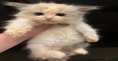 Ragdoll cats - Advert 14