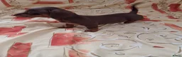 Dachshund dogs for sale: Dachshund puppies ready for new home  - Advert 15
