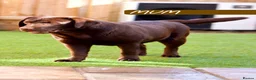 Labrador Retriever dogs for sale: PREMIUM SHOW LINES ENGLISH LABRADOR PUPPIES  - Advert 9