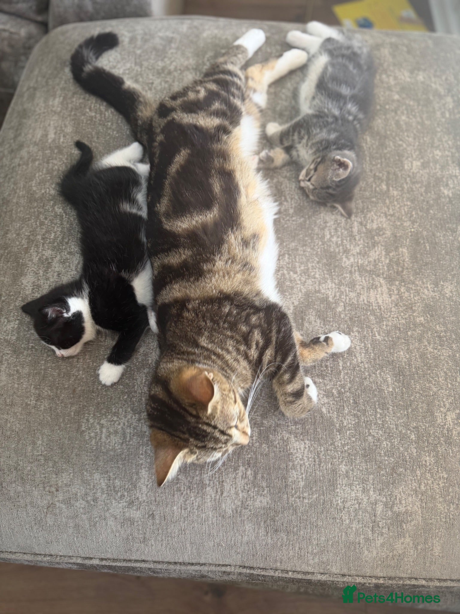 Mixed Breed cats Black and white kitten  - Advert 1