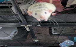 Rat rodents for sale: Rehoming 4 beautiful girls varied ages - Image 5