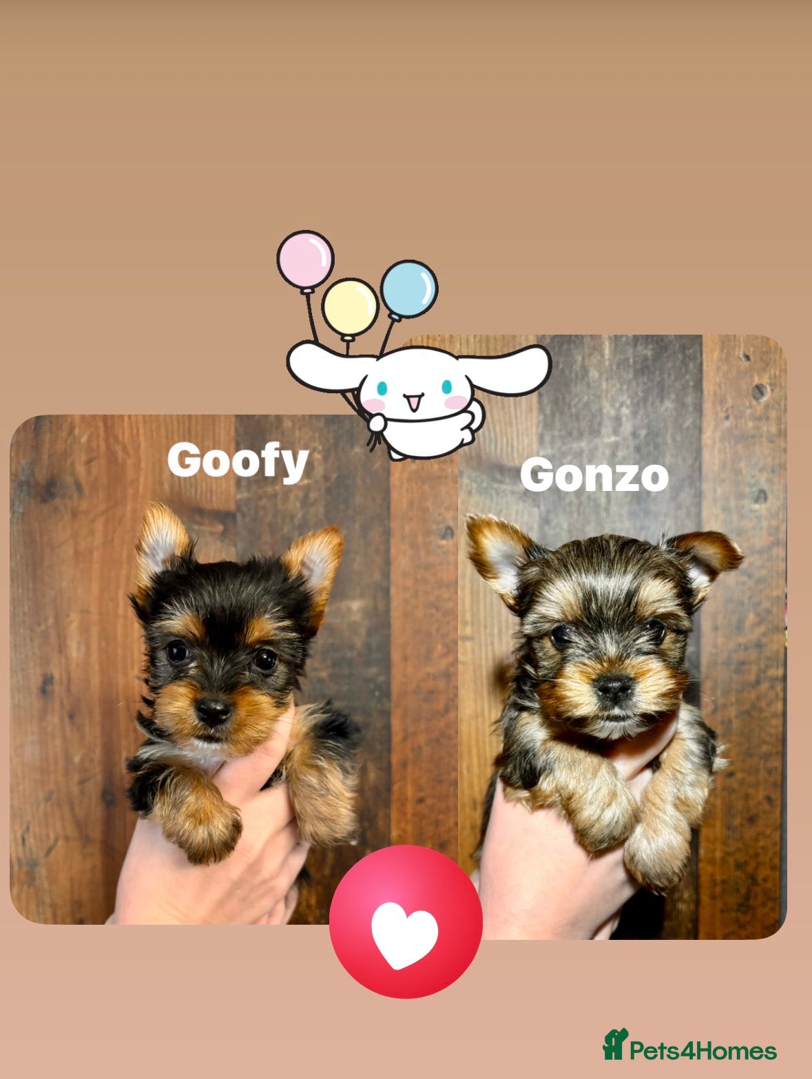 Yorkshire Terrier dogs Pedigree Miniature Yorkshire Terrier - Advert 11