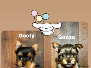 Yorkshire Terrier dogs Pedigree Miniature Yorkshire Terrier - Advert 11