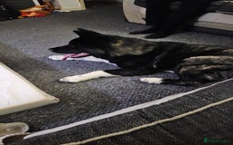 Mixed Breed dogs for sale: Huge American akita x cane corso pups - Image 14