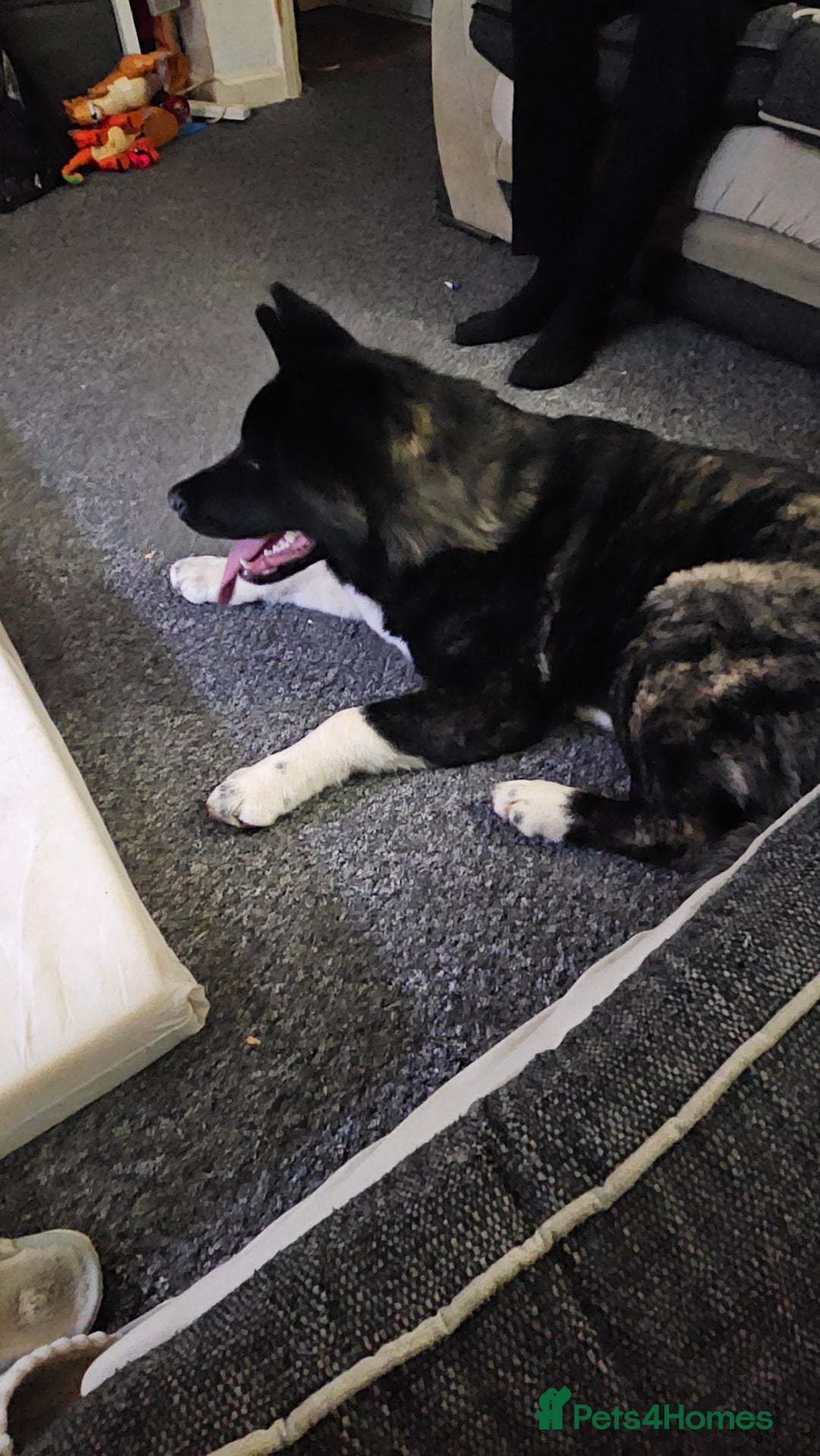 Mixed Breed dogs for sale: Huge American akita x cane corso pups - Image 14